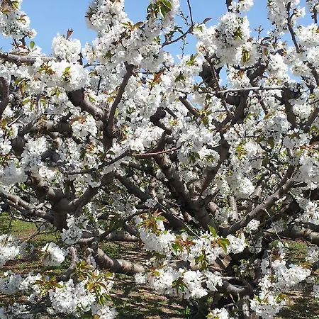 Le Petit Domeynes Апартаменты *