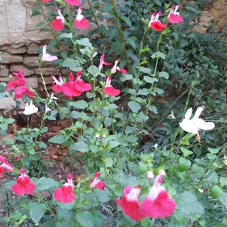 Le Petit Domeynes Апартаменты Meynes