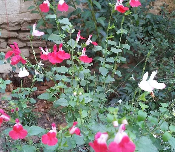 Le Petit Domeynes Apartament Meynes